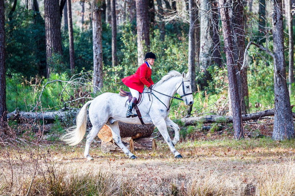A rider in a scarlet coat on a grey horse moving through pine woods.
