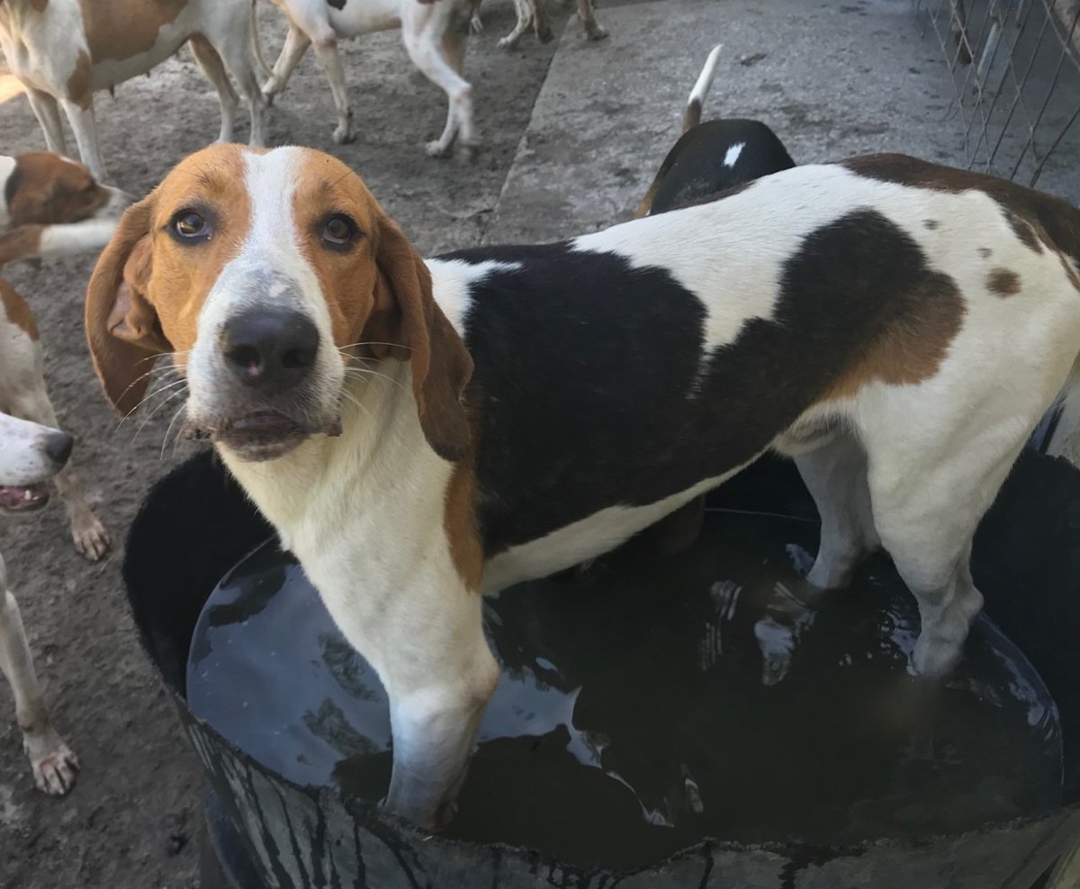 A tricolour foxhound standing in the kennel yard, looking straight at the camera.