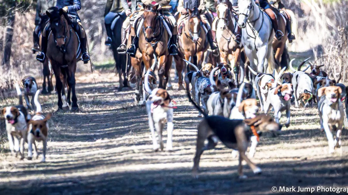 Hounds trotting down a sandy lane with the mounted field following close behind them.
