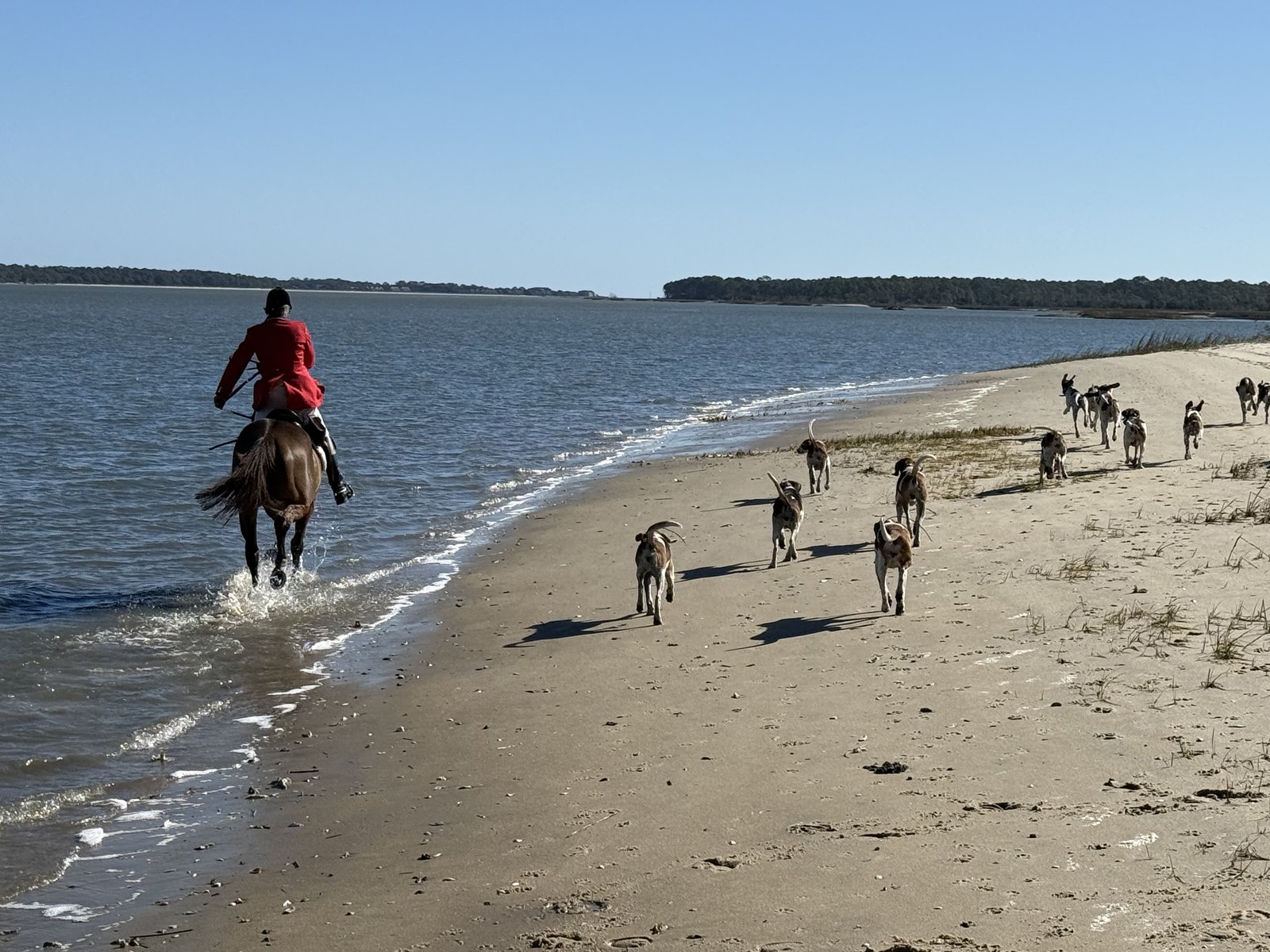A rider in scarlet riding through the shallows along a wide beach, with hounds strung out along the sand ahead.