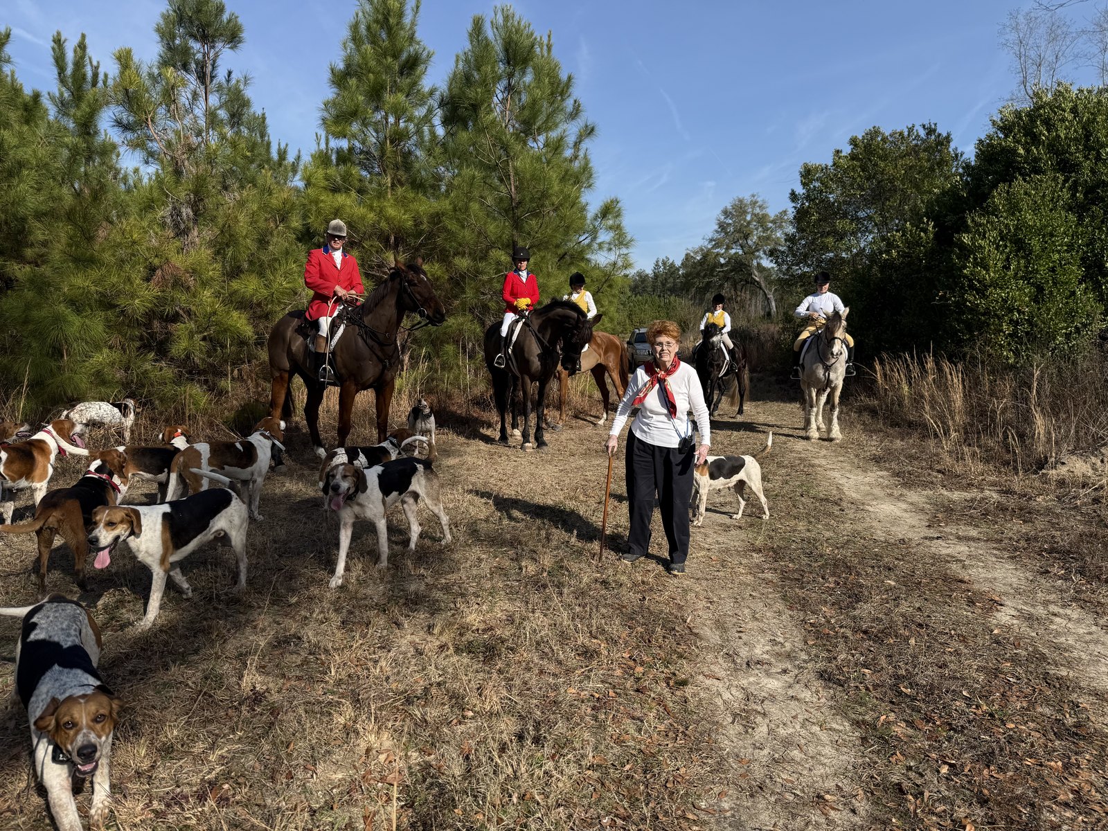 Mounted riders and the pack of hounds coming down a sandy track between pines, with a person walking alongside.