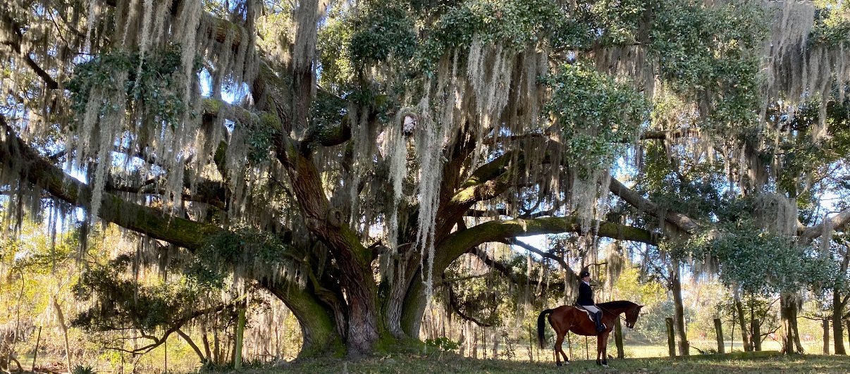 A single rider in scarlet passing beneath a grove of live oaks hung with Spanish moss.