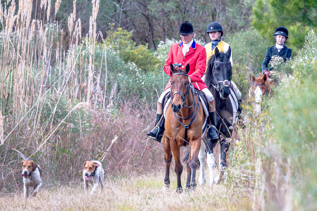 Mounted riders following hounds through tall grass.