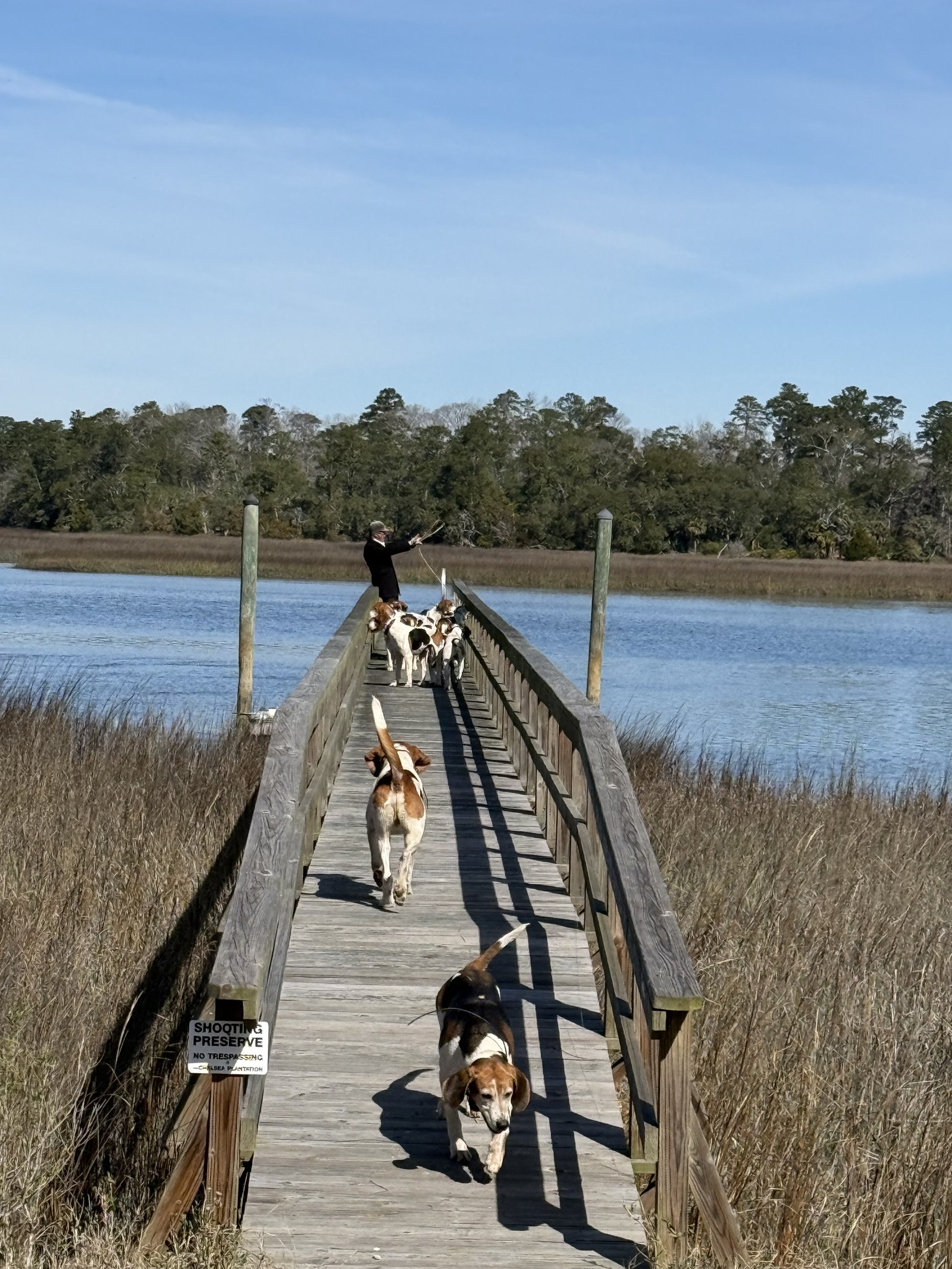 Hounds trotting back along a long wooden footbridge over a marsh creek, with a member of hunt staff ahead of them.