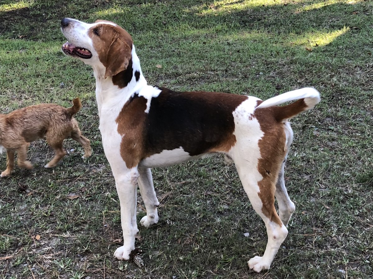 A tan and white foxhound standing alert on grass at the kennels.