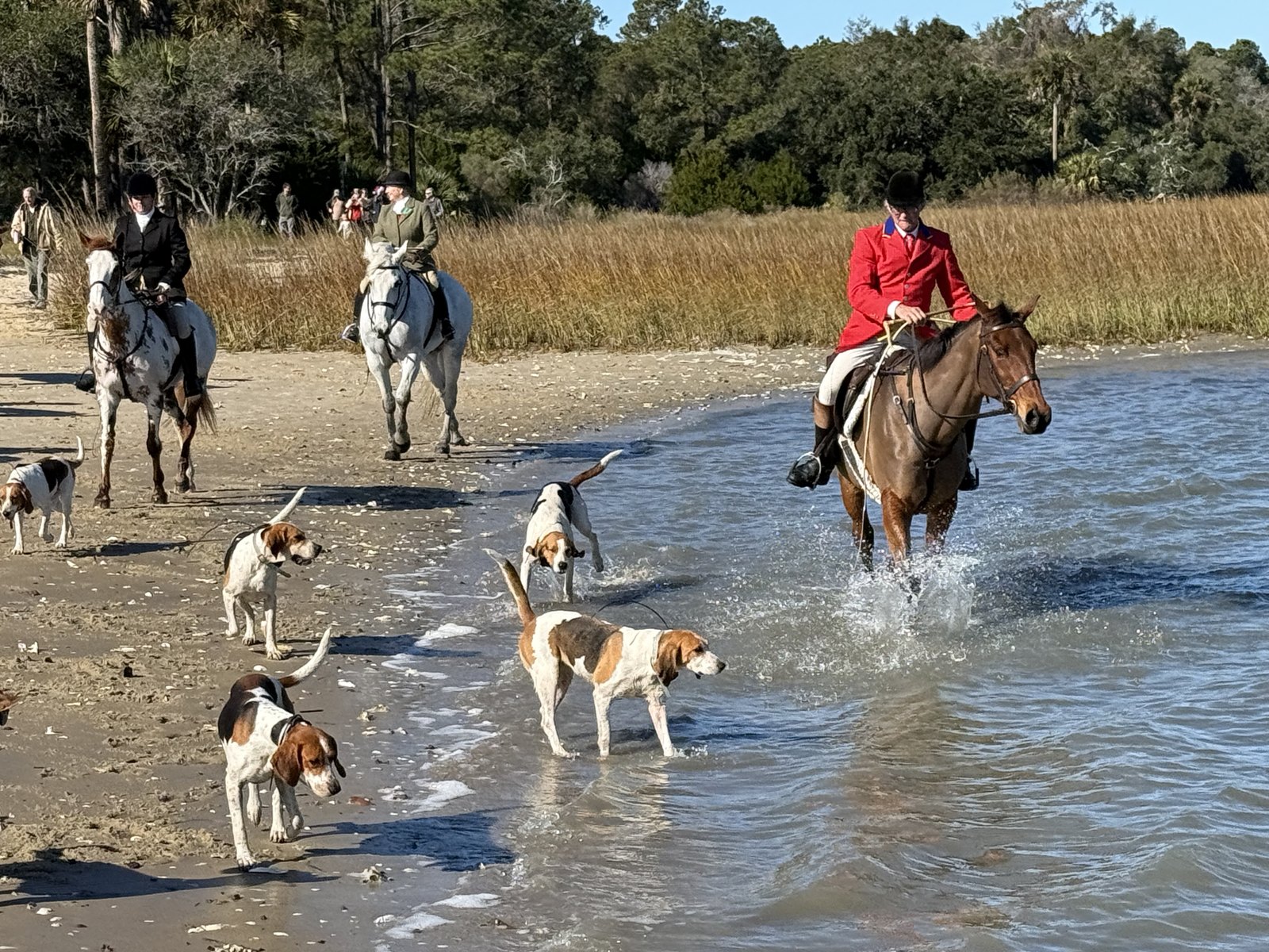 Hounds and mounted riders working along the shallow edge of a tidal creek, with one rider in scarlet in the water.