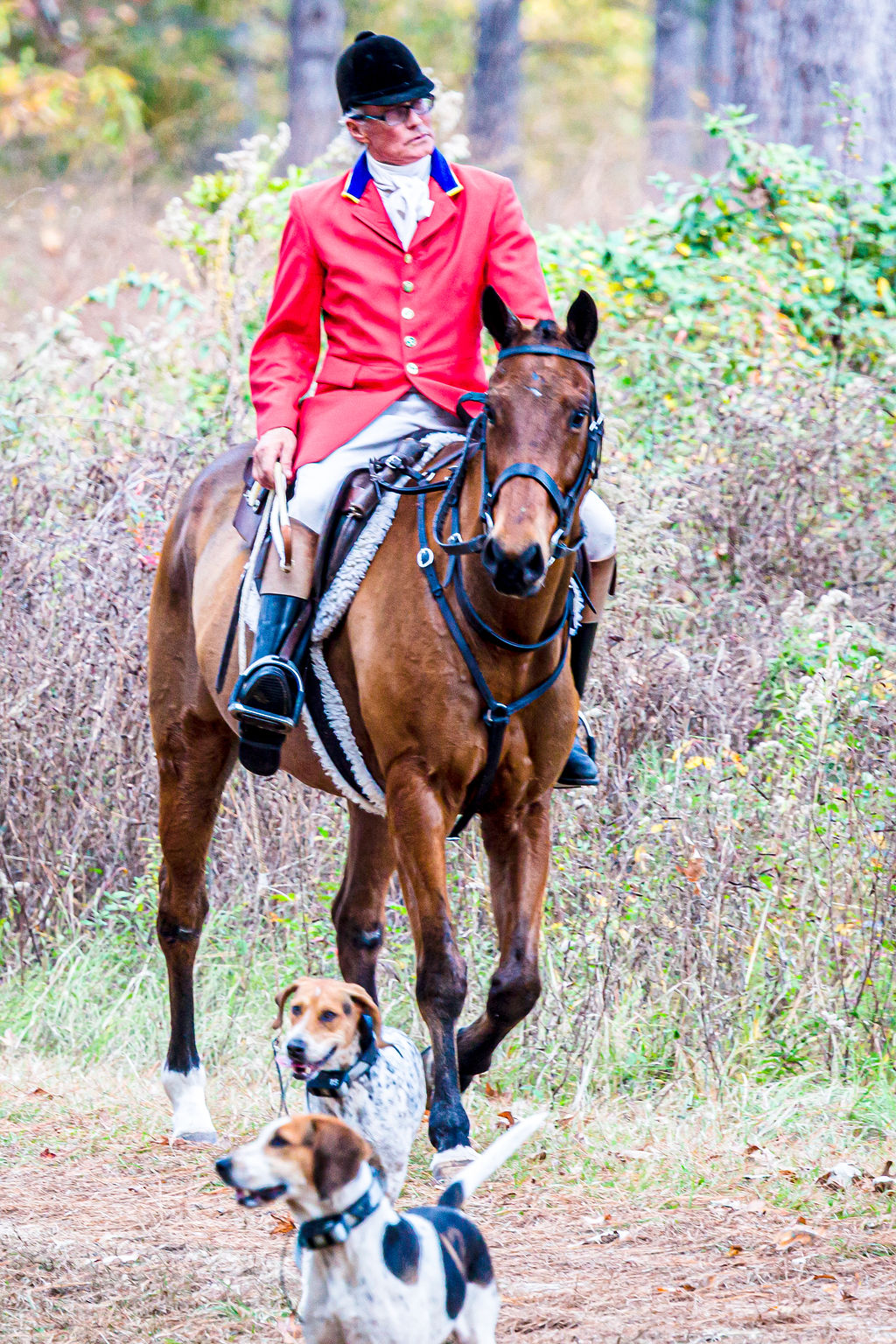The Huntsman mounted in scarlet with hounds moving ahead through wooded country.