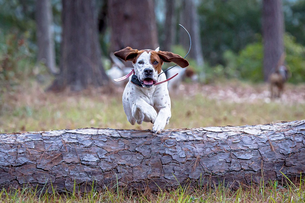 A hound leaping over a fallen pine log in the woods.