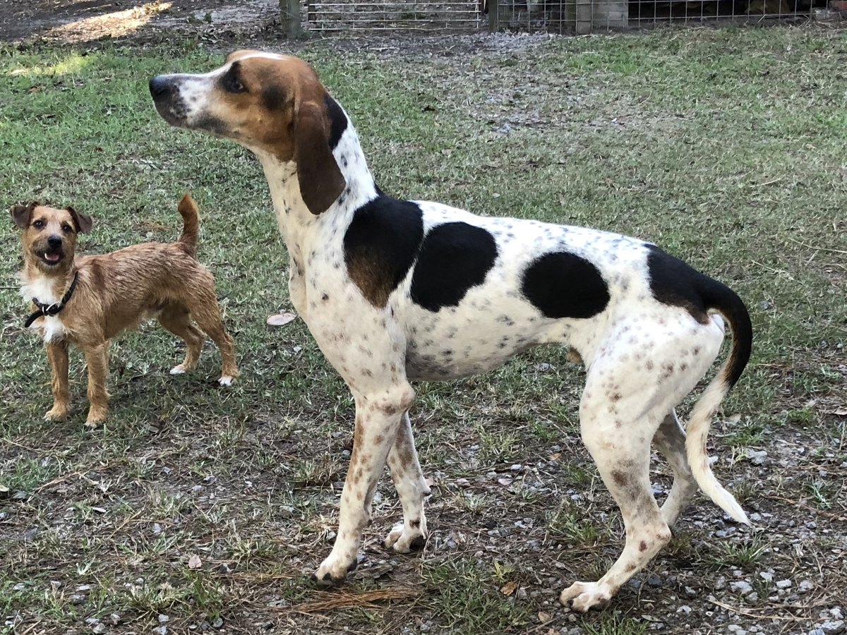 A black, white and tan foxhound standing on grass at the kennels.