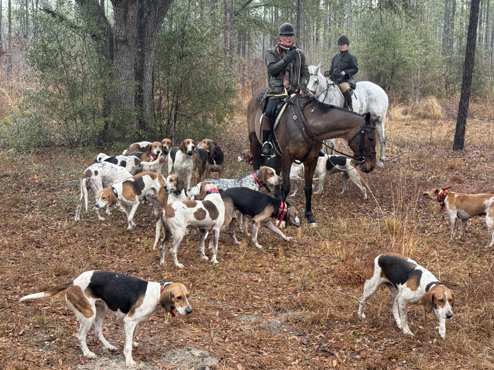 Two mounted riders standing with the pack of hounds working across the pine straw in winter woodland.